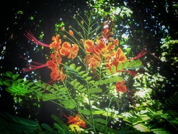 Low angle view of red flowers