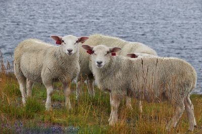Portrait of sheep