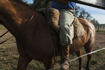 Midsection of a horse