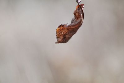 Close-up of dried leaves