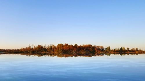 Trees in lake against clear blue sky