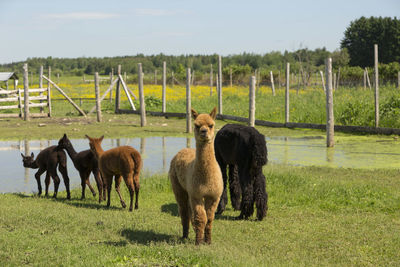 Funny red juvenile alpaca standing guard with stern expression while baby alpacas walk to small pond