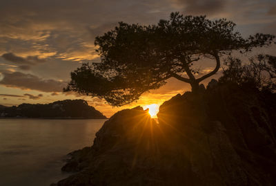 Silhouette tree against sky during sunset