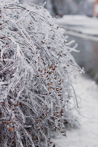 Close-up of frozen plant