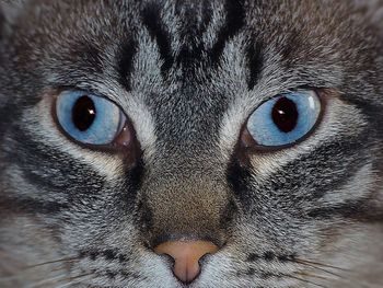 Close-up portrait of a cat