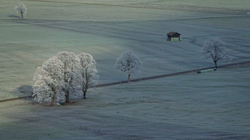 High angle view of frozen trees on land