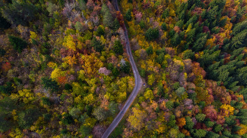 High angle view of trees in forest