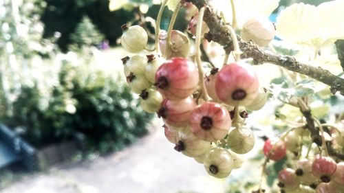 Low angle view of fresh flowers on tree