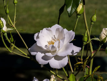 Close-up of white flowering plant