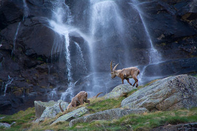 Deer standing on rock against waterfall