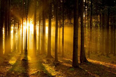 Trees in forest