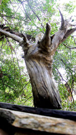 Low angle view of tree trunk in forest