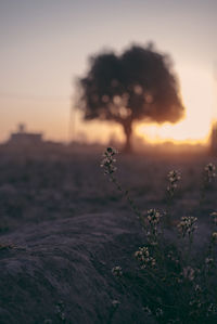 Close-up of flowering plant on field against sky during sunset