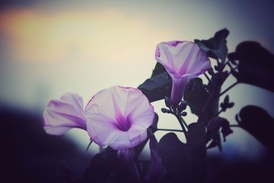 Close-up of purple flowers blooming against sky