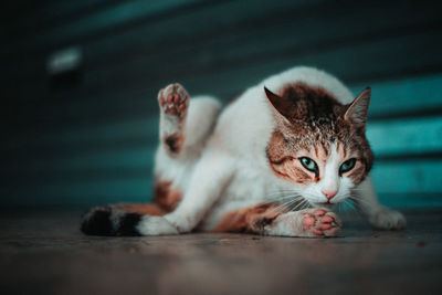 Portrait of cat relaxing on floor