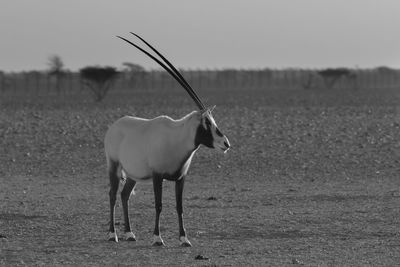 Horse standing in a field