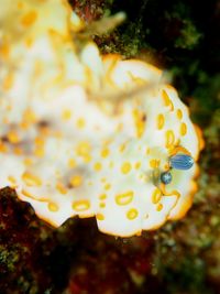 Close-up of yellow coral in sea