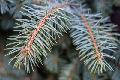 Close-up of pine tree