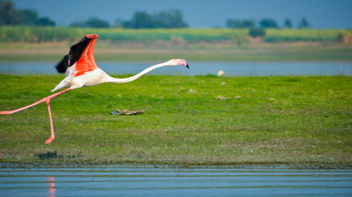 Bird flying over lake