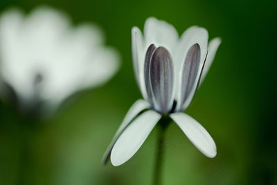 Close-up of white flower blooming outdoors