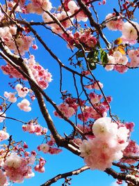 Low angle view of apple blossoms against sky