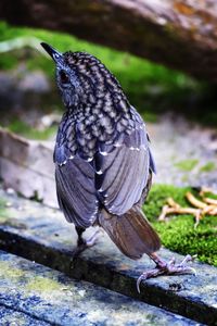 Close-up of bird perching on wood