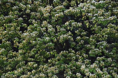 Full frame shot of flowering plants on field