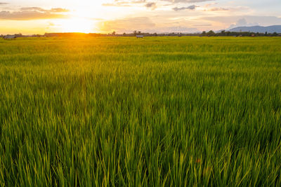 Scenic view of field against sky during sunset