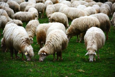 Sheep grazing in field