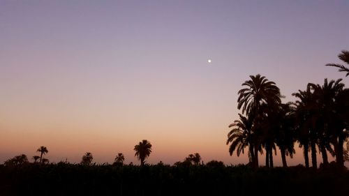 Silhouette palm trees against sky at night