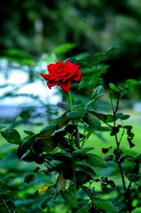 Close-up of red rose flower