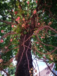 Low angle view of tree against sky