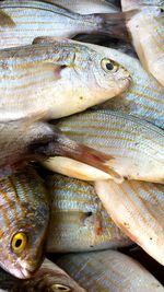 High angle view of fish for sale in market