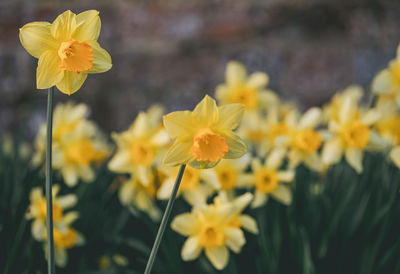 Close-up of yellow flowering plants on field