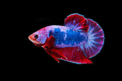 Close-up of fish underwater