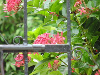 Close-up of red berries on plant