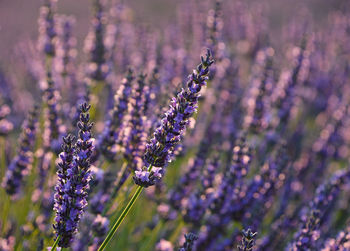 Close-up of purple flowering plant on field