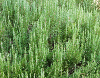 Plant of rosemary in a garden