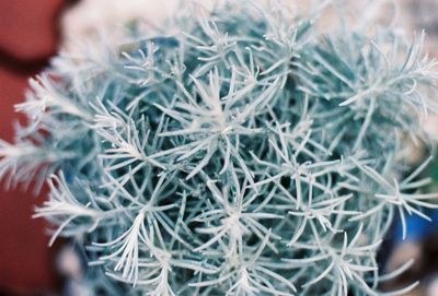 Close-up of hand holding cactus during winter