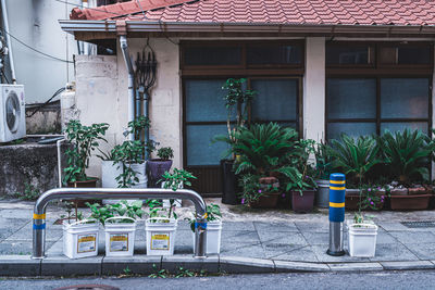 Potted plants on street by building