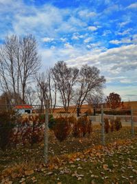 Bare trees against sky