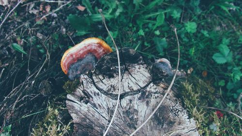High angle view of mushroom