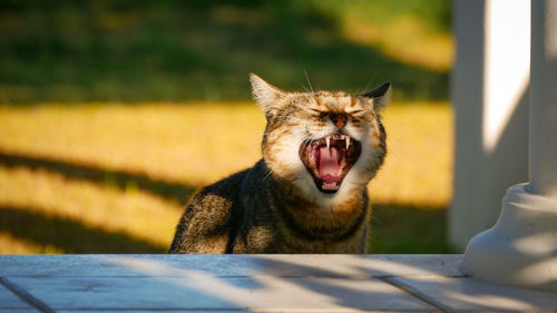 Close-up of cat yawning