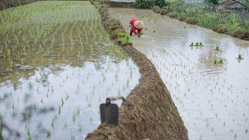 A farmer planting rice on rice field