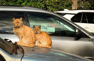 Portrait of cat sitting in car