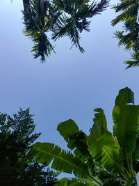 Low angle view of tree against sky