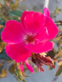 Close-up of pink flower growing outdoors