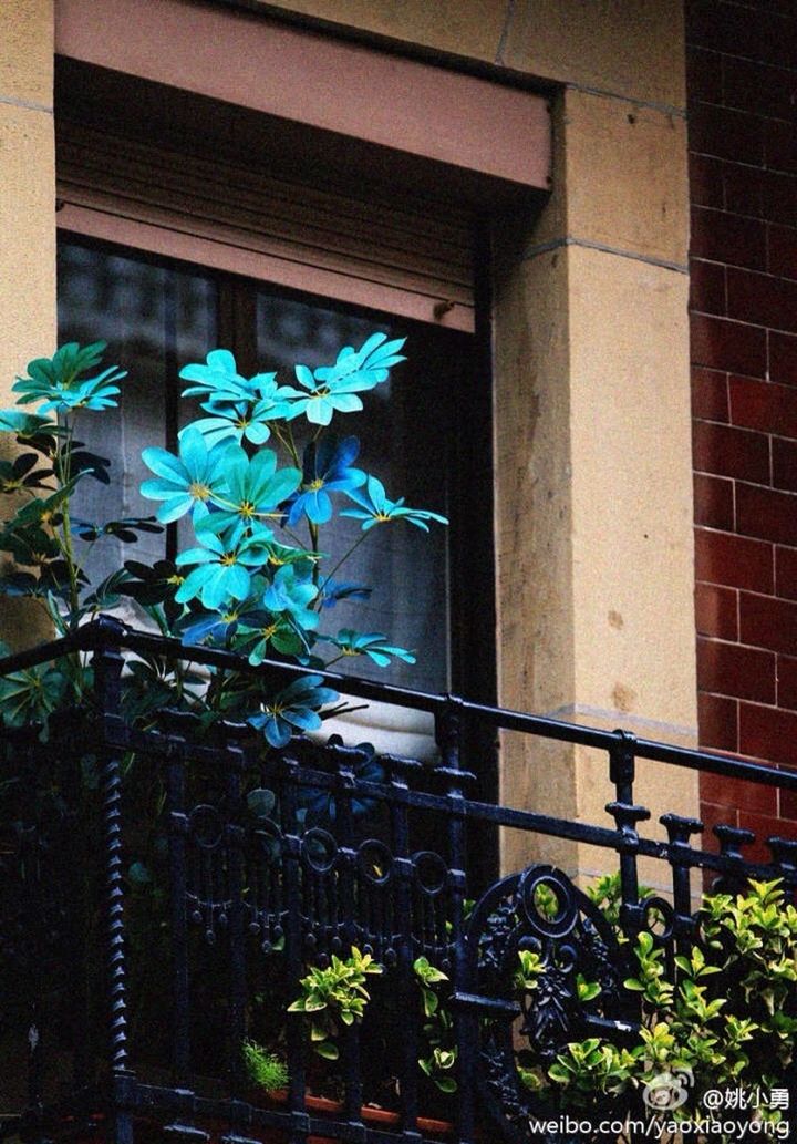 plant, potted plant, built structure, architecture, growth, building exterior, steps, flower, railing, sunlight, staircase, house, leaf, steps and staircases, tree, wall - building feature, high angle view, day, front or back yard, no people