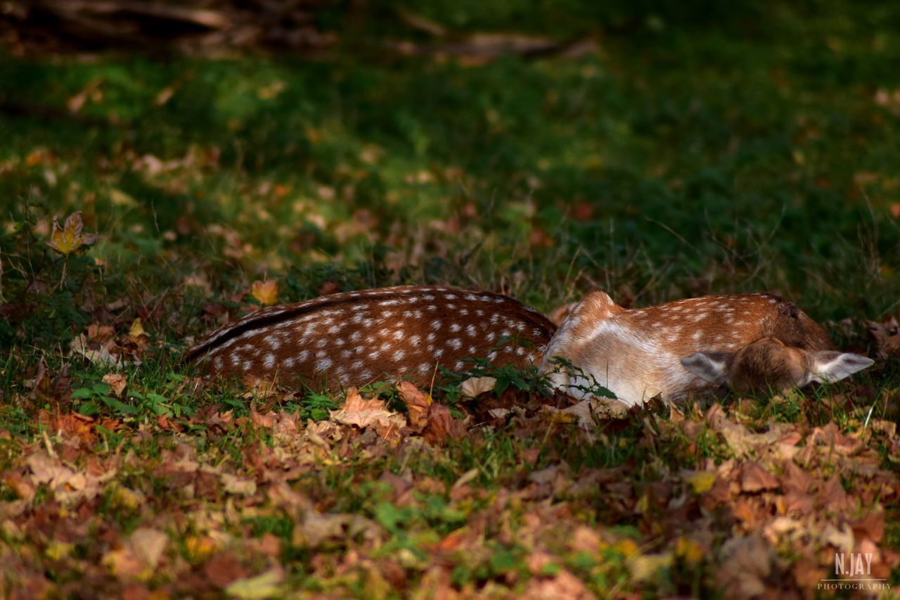 animal themes, one animal, no people, nature, animals in the wild, field, outdoors, day, grass, leaf, beauty in nature, close-up