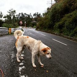 Dog walking on road